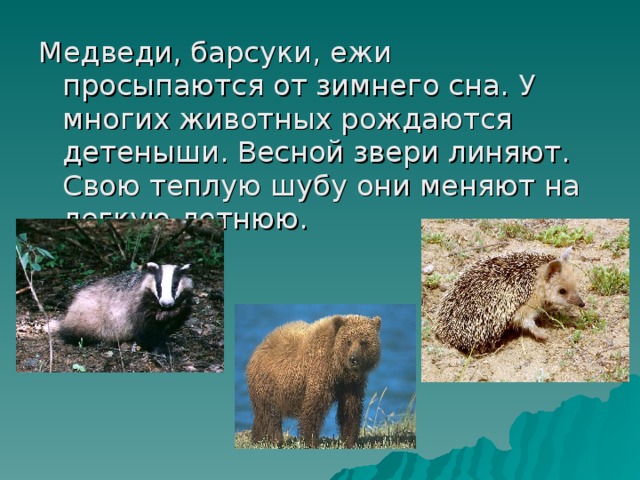 Звери весной презентация