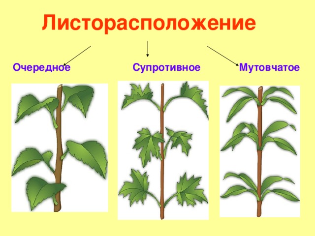  Листорасположение  Очередное  Супротивное Мутовчатое  