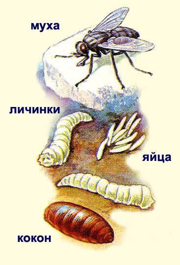 Стадии развития мухи в картинках