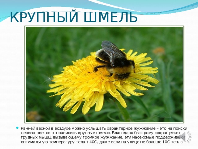 КРУПНЫЙ ШМЕЛЬ Ранней весной в воздухе можно услышать характерное жужжание – это на поиски первых цветов отправились крупные шмели. Благодаря быстрому сокращению грудных мышц, вызывающему громкое жужжание, эти насекомые поддерживают оптимальную температуру тела +40С, даже если на улице не больше 10С тепла 