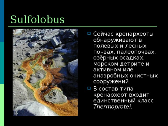 Sulfolobus Сейчас кренархеоты обнаруживают в полевых и лесных почвах, палеопочвах, озёрных осадках, морском детрите и активном иле анаэробных очистных сооружений В состав типа кренархеот входит единственный класс Thermoprotei .  