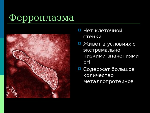 Ферроплазма Нет клеточной стенки Живет в условиях с экстремально низкими значениями рН Содержат большое количество металлопротеинов 