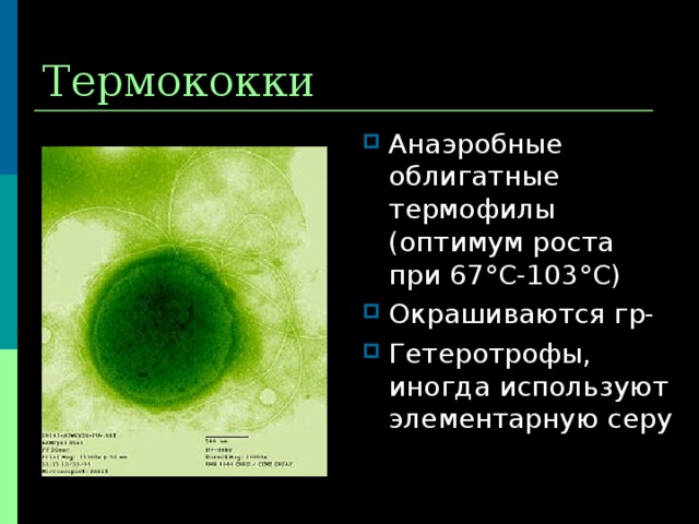 Термококки Анаэробные облигатные термофилы (оптимум роста при 67 ° С-103 ° С) Окрашиваются гр- Гетеротрофы, иногда используют элементарную серу 