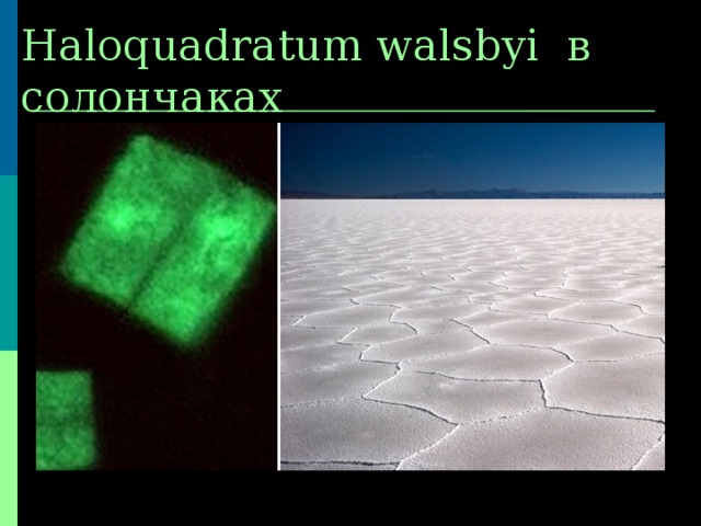 Haloquadratum walsbyi  в солончаках 