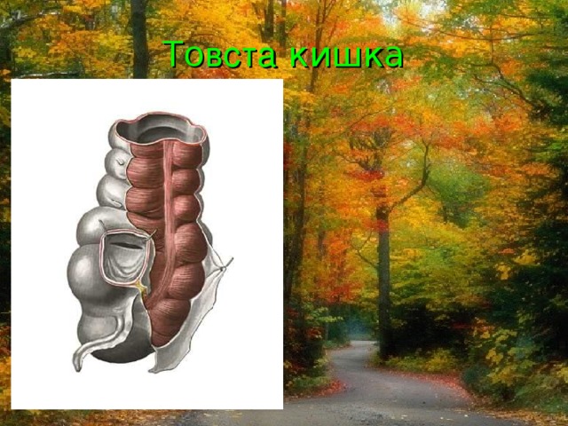 То вста кишка