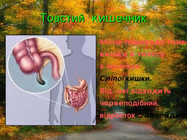 То встий киш ечник М і с це переход у тонко ї  кишки в толсту є  початком Сл іпої кишки .  Від не ї  від ходит ь  ч ерве подібний відросток – аппендикс.