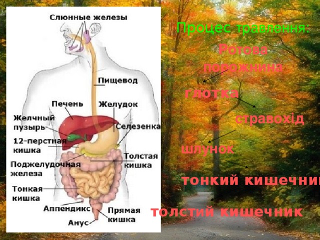 Процес травлення : Ротова порожнина глотка стравохід шлунок тонкий кишечник толст и й кишечник