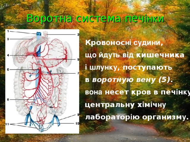 Воротна система печ інки Кров о нос ні судини , що йдуть  від кишечника і  шлунку , поступают ь в воротную вену (5) . вона несет кров в печ і н ку – центральну х і м і ч ну  лаборатор і ю организм у .