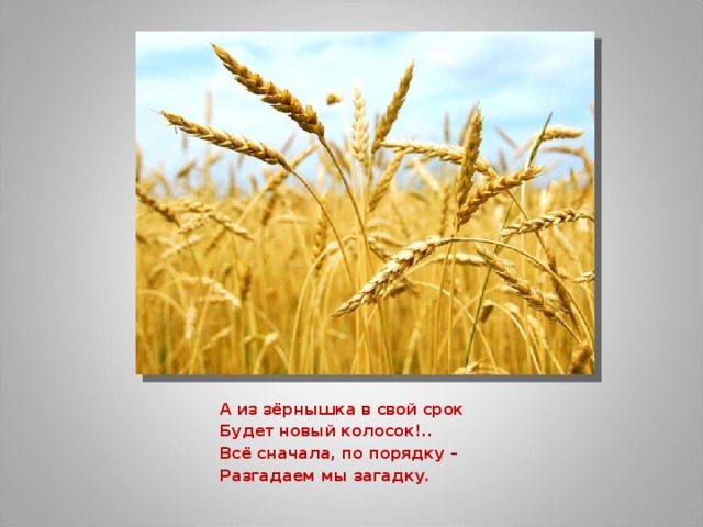 А из зёрнышка в свой срок Будет новый колосок!.. Всё сначала, по порядку – Разгадаем мы загадку.  
