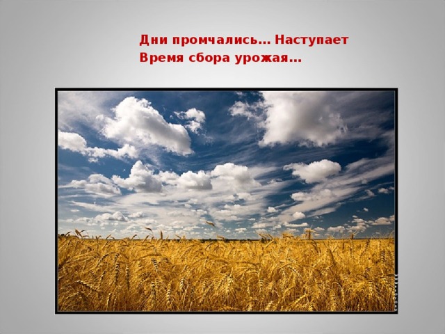 Дни промчались… Наступает Время сбора урожая…  