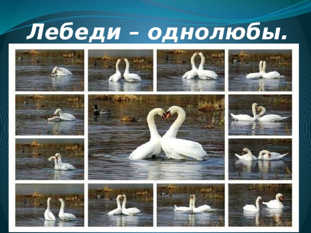 Лебеди – однолюбы. 