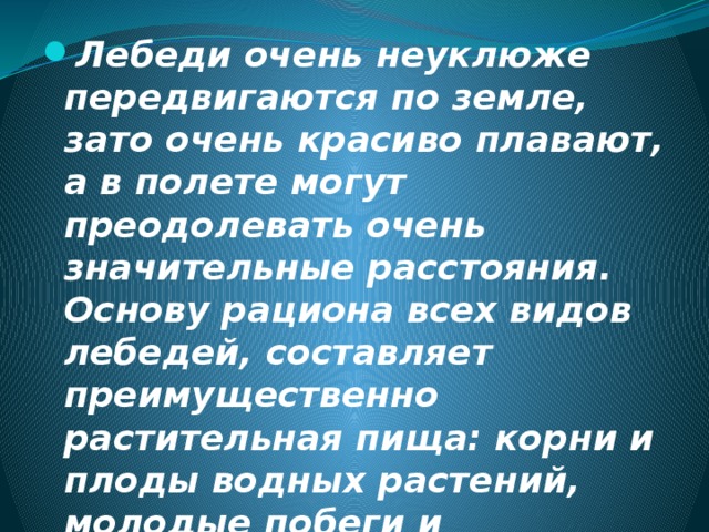 Лебеди очень неуклюже передвигаются по земле, зато очень красиво плавают, а в полете могут преодолевать очень значительные расстояния. Основу рациона всех видов лебедей, составляет преимущественно растительная пища: корни и плоды водных растений, молодые побеги и водоросли. 