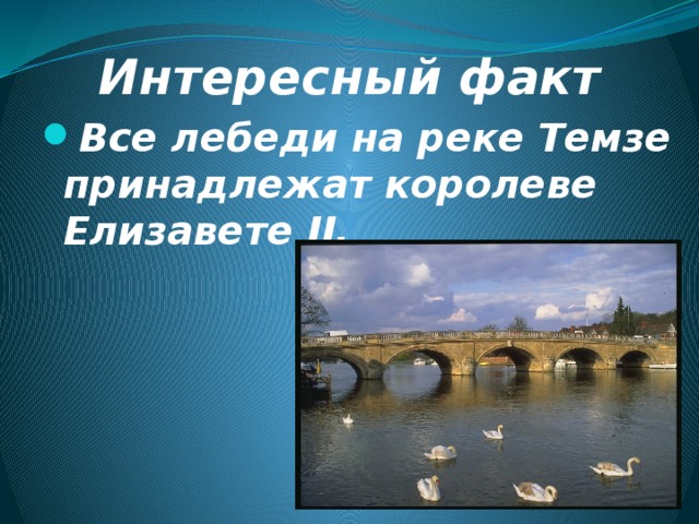 Интересный факт Все лебеди на реке Темзе принадлежат королеве Елизавете II. 