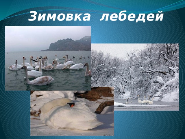 Зимовка лебедей 