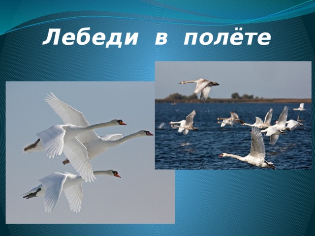 Лебеди в полёте 