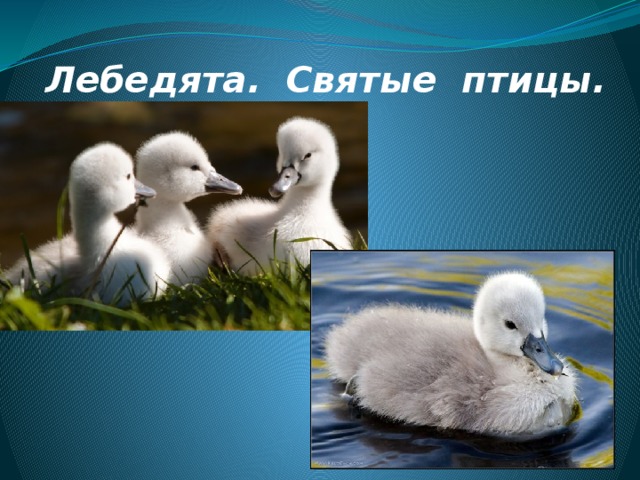 Лебедята. Святые птицы. 