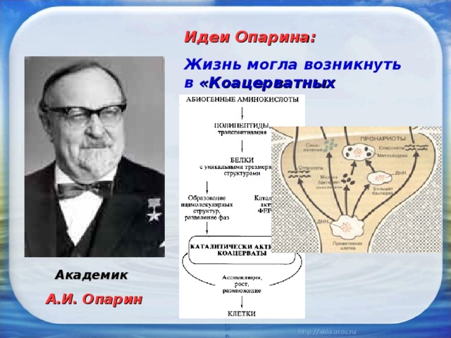Идеи Опарина: Жизнь могла возникнуть в «Коацерватных каплях» Академик А.И. Опарин 