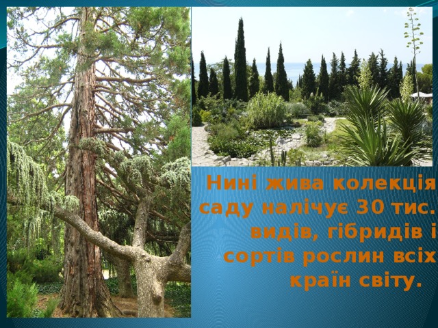 Нині жива колекція саду налічує 30 тис. видів, гібридів і сортів рослин всіх країн світу. 