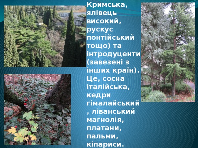 У парку зібрані місцеві породи дерев і чагарників (сосна Кримська, ялівець високий, рускус понтійський тощо) та інтродуценти (завезені з інших країн). Це, сосна італійська, кедри гімалайський, ліванський магнолія, платани, пальми, кіпариси. 