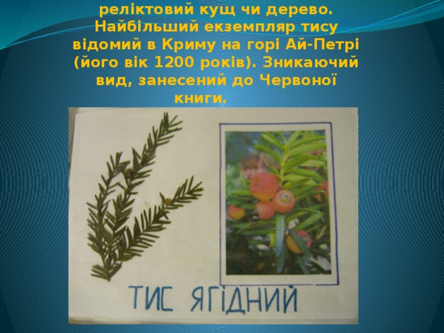 Тис ягідний – вічнозелений реліктовий кущ чи дерево. Найбільший екземпляр тису відомий в Криму на горі Ай-Петрі (його вік 1200 років). Зникаючий вид, занесений до Червоної книги. 