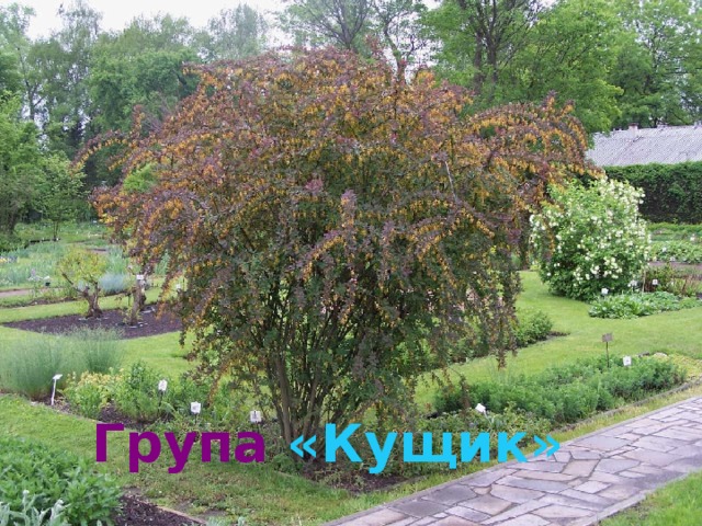 Група  «Кущик» 