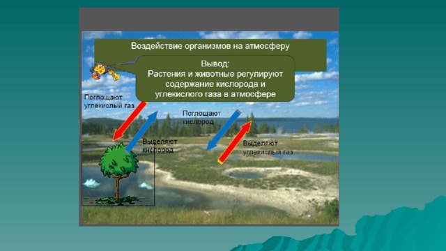 Презентация воздействие организмов на земные оболочки 6 класс презентация