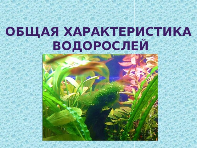 Общая характеристика  водорослей 