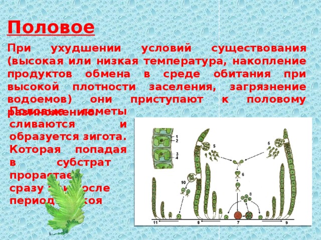 Половое При ухудшении условий существования (высокая или низкая температура, накопление продуктов обмена в среде обитания при высокой плотности заселения, загрязнение водоемов) они приступают к половому размножению. Половые гаметы сливаются и образуется зигота. Которая попадая в субстрат прорастает сразу или после периода покоя  