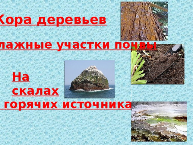 Кора деревьев Влажные участки почвы На скалах В горячих источниках 