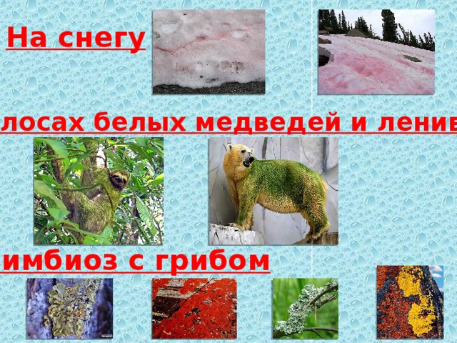 На снегу В волосах белых медведей и ленивцев Симбиоз с грибом 