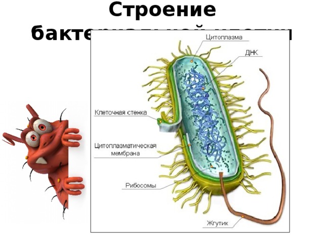 Строение бактерии 7 класс биология рисунок