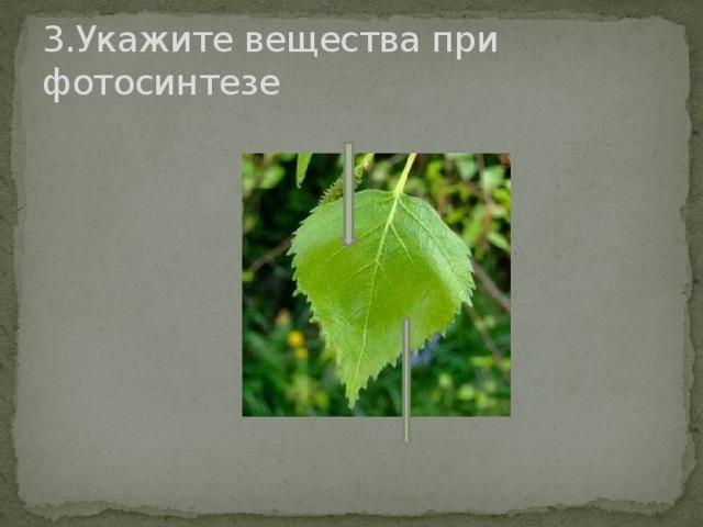 3.Укажите вещества при фотосинтезе 