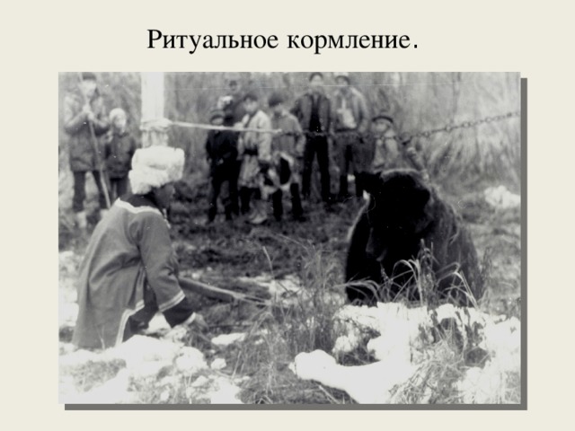 Ритуальное кормление .   