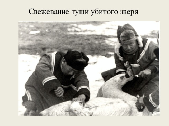 Свежевание туши убитого зверя   