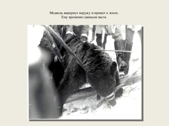  Медведь выдернут наружу и прижат к земле.  Ему временно завязали пасть    