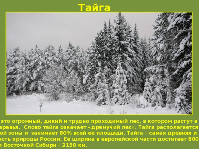 Тайга  Тайга – это огромный, дикий и трудно проходимый лес, в котором растут в основном хвойные деревья. Слово тайга означает «дремучий лес». Тайга располагается в северной части лесной зоны и занимает 80% всей её площади. Тайга – самая древняя и самая снежная часть природы России. Её ширина в европейской части достигает 800 км, а в Западной и Восточной Сибири – 2150 км.  