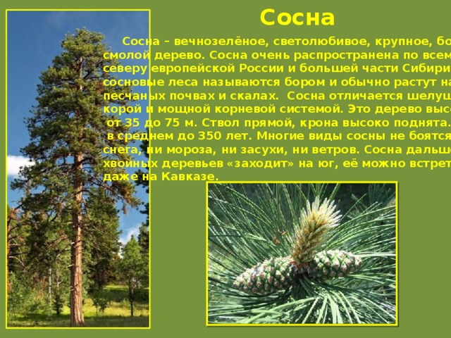 Сосна  Сосна – вечнозелёное, светолюбивое, крупное, богатое смолой дерево. Сосна очень распространена по всему северу европейской России и большей части Сибири. Чисто сосновые леса называются бором и обычно растут на песчаных почвах и скалах. Сосна отличается шелушащейся корой и мощной корневой системой. Это дерево высотой  от 35 до 75 м. Ствол прямой, крона высоко поднята. Живёт  в среднем до 350 лет. Многие виды сосны не боятся ни снега, ни мороза, ни засухи, ни ветров. Сосна дальше всех хвойных деревьев «заходит» на юг, её можно встретить даже на Кавказе.  