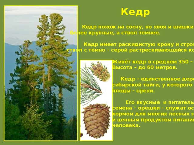 Кедр  Кедр похож на сосну, но хвоя и шишки у него  более крупные, а ствол темнее.   Кедр имеет раскидистую крону и стройный ствол с тёмно – серой растрескивающейся корой.   Живёт кедр в среднем 350 – 400 лет.  Высота – до 60 метров.   Кедр – единственное дерево  сибирской тайги, у которого  плоды – орехи.   Его вкусные и питательные  семена – орешки – служат основным  кормом для многих лесных зверей  и ценным продуктом питания для  человека.    