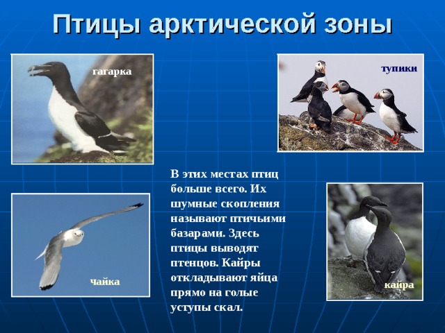 Птицы арктической зоны тупики гагарка В этих местах птиц больше всего. Их шумные скопления называют птичьими базарами. Здесь птицы выводят птенцов. Кайры откладывают яйца прямо на голые уступы скал.  чайка кайра 