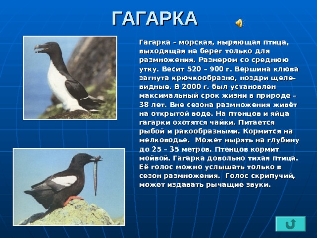 ГАГАРКА Гагарка – морская, ныряющая птица, выходящая на берег только для размножения. Размером со среднюю утку. Весит 520 – 900 г. Вершина клюва загнута крючкообразно, ноздри щеле- видные. В 2000 г. был установлен максимальный срок жизни в природе – 38 лет. Вне сезона размножения живёт на открытой воде. На птенцов и яйца гагарки охотятся чайки. Питается рыбой и ракообразными. Кормится на мелководье. Может нырять на глубину до 25 – 35 метров. Птенцов кормит мойвой. Гагарка довольно тихая птица. Её голос можно услышать только в сезон размножения. Голос скрипучий, может издавать рычащие звуки. 