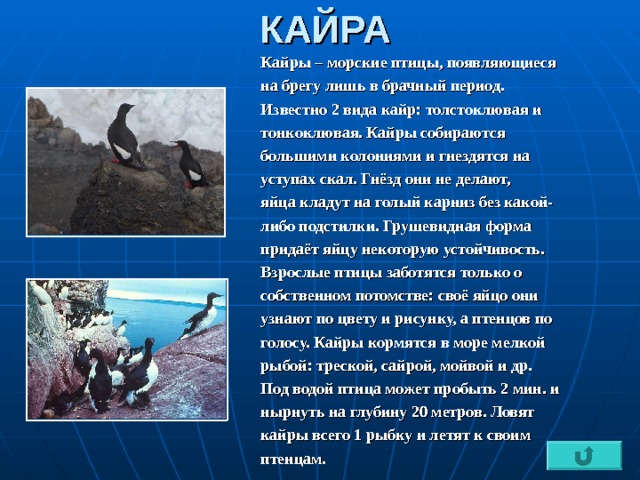 КАЙРА Кайры – морские птицы, появляющиеся на брегу лишь в брачный период. Известно 2 вида кайр: толстоклювая и тонкоклювая. Кайры собираются большими колониями и гнездятся на уступах скал. Гнёзд они не делают, яйца кладут на голый карниз без какой- либо подстилки. Грушевидная форма придаёт яйцу некоторую устойчивость. Взрослые птицы заботятся только о собственном потомстве: своё яйцо они узнают по цвету и рисунку, а птенцов по голосу. Кайры кормятся в море мелкой рыбой: треской, сайрой, мойвой и др. Под водой птица может пробыть 2 мин. и нырнуть на глубину 20 метров. Ловят кайры всего 1 рыбку и летят к своим птенцам. 