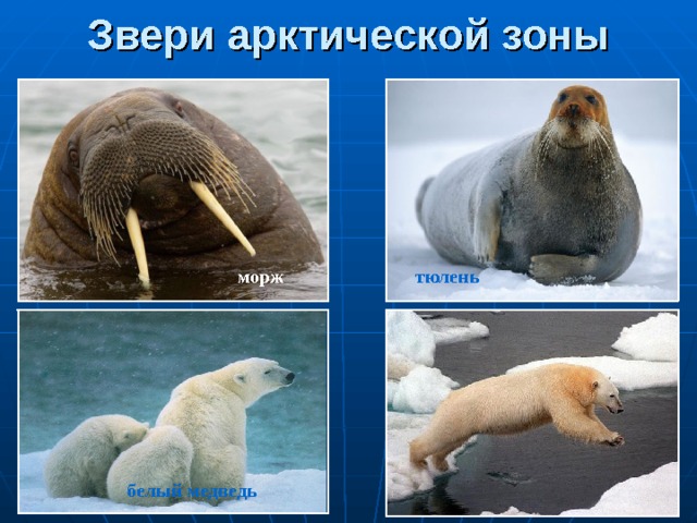 Звери арктической зоны морж тюлень белый  медведь 