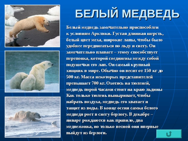 БЕЛЫЙ МЕДВЕДЬ Белый медведь замечательно приспособлен к условиям Арктики. Густая длинная шерсть, белый цвет меха, широкие лапы, чтобы было удобнее передвигаться по льду и снегу. Он замечательно плавает – этому способствует перепонка, которой соединены между собой подушечки его лап. Он самый крупный хищник в мире. Обычно он весит от 150 кг до 500 кг. Масса некоторых представителей превышает 700 кг. Охотясь на тюленей, медведь порой часами стоит на краю льдины Как только тюлень выныривает, чтобы набрать воздуха, медведь его хватает и тащит из воды. В конце осени самка белого медведя роет в снегу берлогу. В декабре – январе рождаются как правило, два медвежонка, но только весной они впервые выйдут из берлоги.  