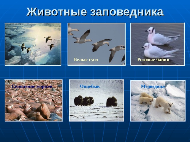 Животные заповедника Белые гуси Розовые чайки Медведица Скопление моржей Овцебык 