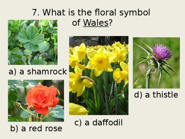 7. What is the floral symbol  of Wales ? a) a shamrock d) a thistle c) a daffodil b) a red rose 