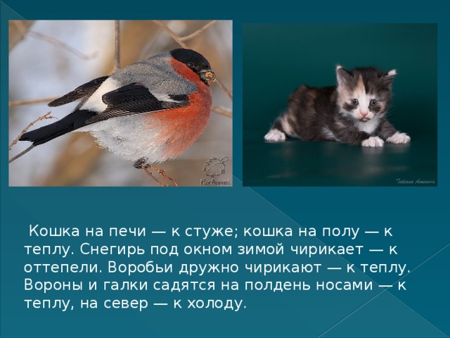   Кошка на печи — к стуже; кошка на полу — к теплу. Снегирь под окном зимой чирикает — к оттепели. Воробьи дружно чирикают — к теплу. Вороны и галки садятся на полдень носами — к теплу, на север — к холоду.