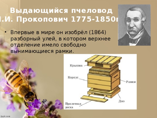 Профессия пчеловод презентация