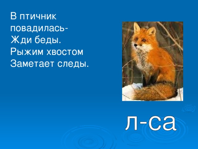 В птичник повадилась- Жди беды. Рыжим хвостом Заметает следы.