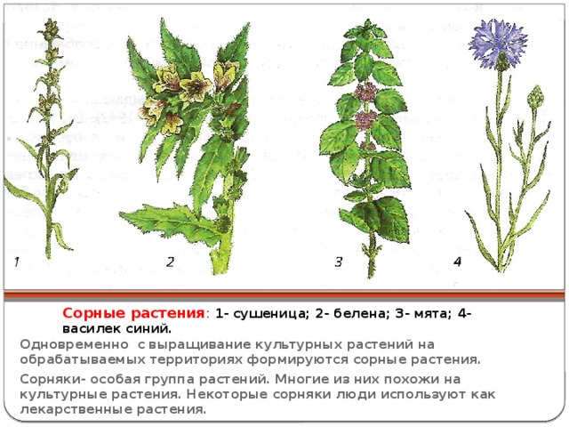 Сорные растения : 1- сушеница; 2- белена; 3- мята; 4- василек синий. Одновременно с выращивание культурных растений на обрабатываемых территориях формируются сорные растения. Сорняки- особая группа растений. Многие из них похожи на культурные растения. Некоторые сорняки люди используют как лекарственные растения. 