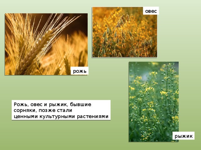 овес рожь Рожь, овес и рыжик, бывшие сорняки, позже стали ценными культурными растениями рыжик 